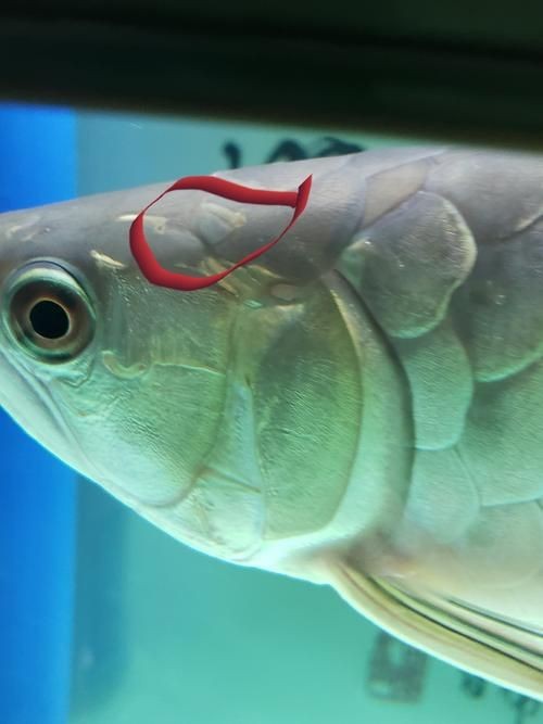 龍魚體表細菌感染圖解【關于龍魚體表細菌感染的詳細圖解】