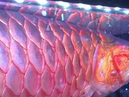 龍魚體表細菌感染圖解【關于龍魚體表細菌感染的詳細圖解】