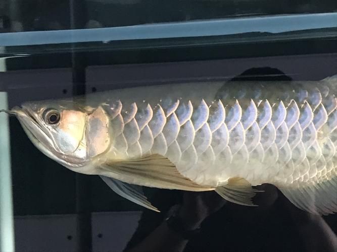 龍魚溶鱗中期和后期的癥狀圖片【聚焦龍魚溶鱗中期和后期的癥狀圖片相關內容相關內容】