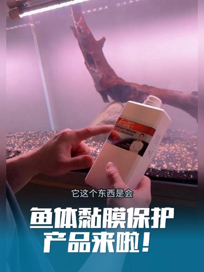 如何預(yù)防飛鳳魚吸食紅龍體表？【如何判斷飛鳳魚是否健康？】