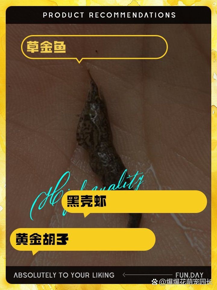綠皮皇冠豹吃青苔嗎【綠皮皇冠豹是否吃青苔】