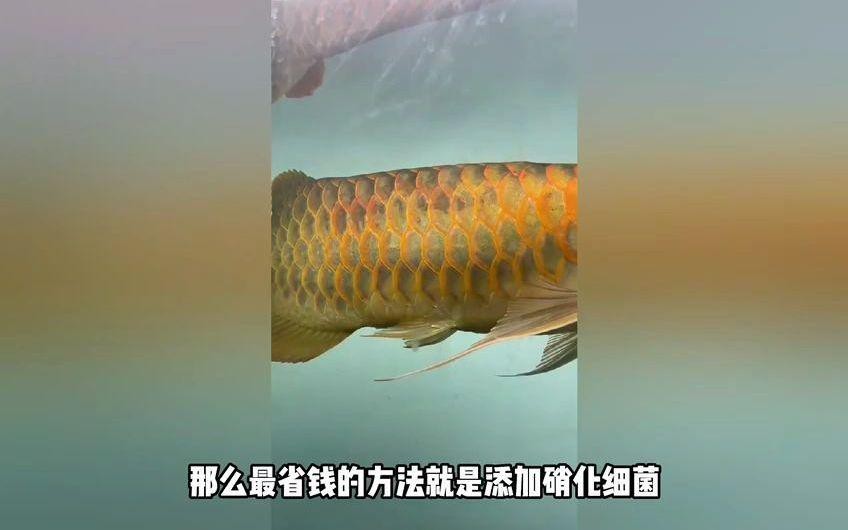 如何預防龍魚蒙眼癥的發生？【愛奇藝龍魚蒙眼原因及治療方法全解析】