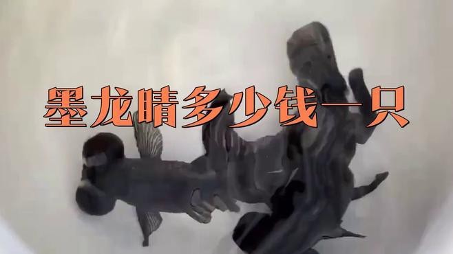 龍睛魚的價格范圍【黑龍睛阿里1688墨龍睛多少錢一只星熒漫記】