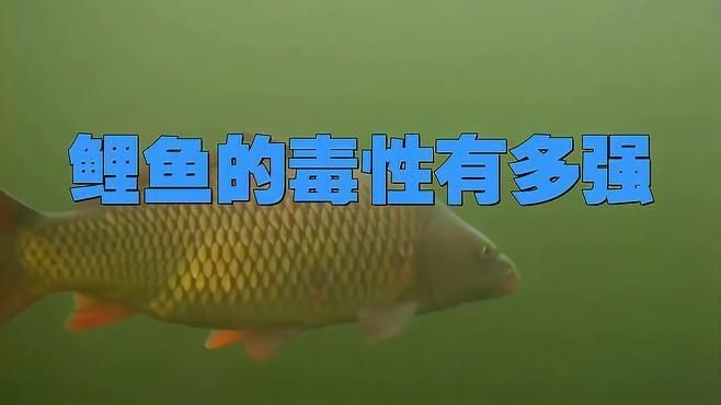 鯉鯽魚為何盡量少吃【鯉鯽魚為什么沒人吃拾貳曉記-4種魚千萬別吃】