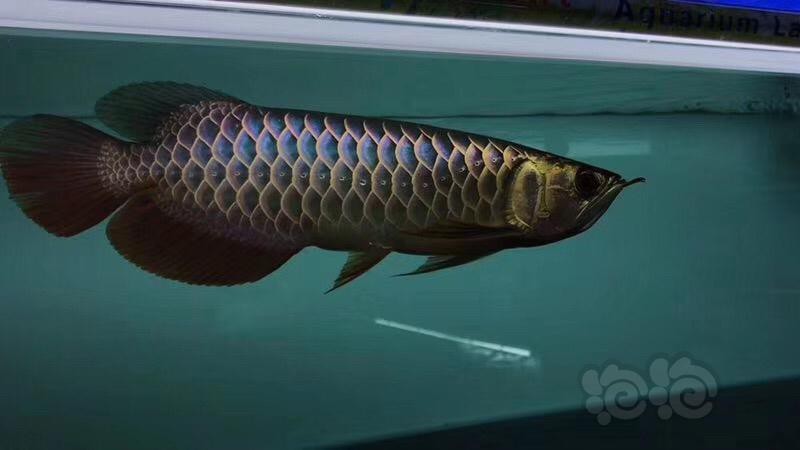 古典過背金龍長大后圖片【古典過背金龍的成體特征及鑒賞要點】