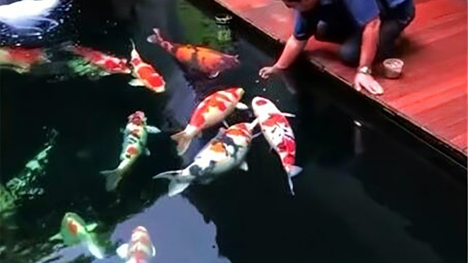 龍魚和錦鯉哪個更受歡迎？【龍魚和錦鯉哪個好養】