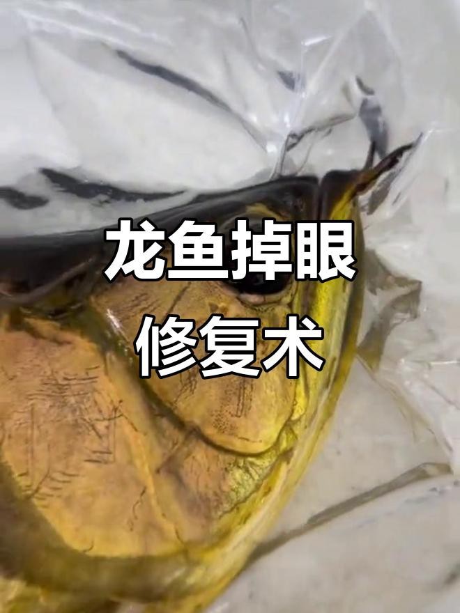龍魚掉眼手術教程視頻【《龍魚掉眼手術教程視頻相關內容摘要》**】