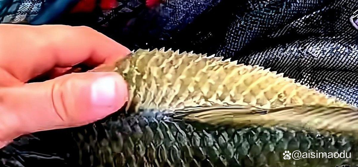 錦鯉炸鱗最快解決方法【錦鯉炸鱗怎么辦】