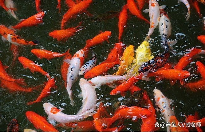 錦鯉炸鱗最快解決方法【錦鯉炸鱗怎么辦】