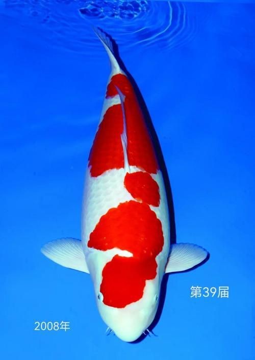 紅白花鯉魚品種圖片【紅白花鯉魚是一種極具觀賞價值的魚類品種，其獨特的色彩搭配令人賞心悅目】