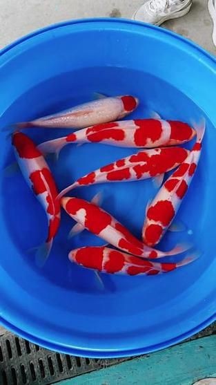 紅白花鯉魚品種圖片【紅白花鯉魚是一種極具觀賞價值的魚類品種，其獨特的色彩搭配令人賞心悅目】