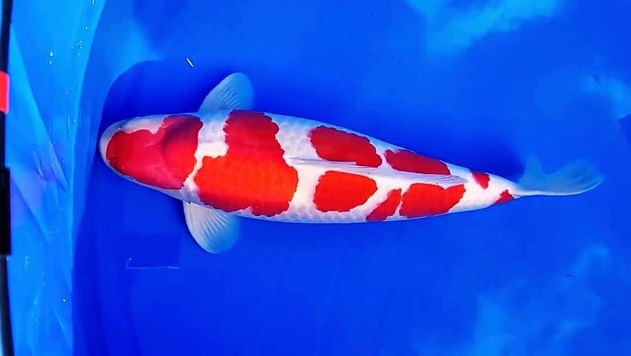 紅白花鯉魚品種圖片【紅白花鯉魚是一種極具觀賞價值的魚類品種，其獨特的色彩搭配令人賞心悅目】