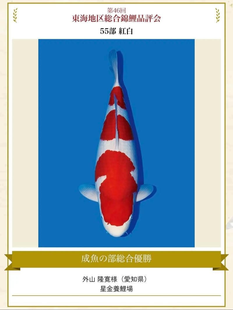 紅白花鯉魚品種圖片【紅白花鯉魚是一種極具觀賞價值的魚類品種，其獨特的色彩搭配令人賞心悅目】