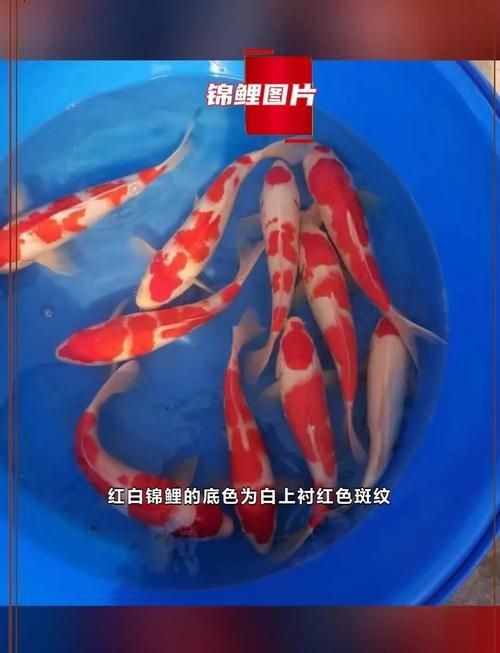 紅白花鯉魚品種圖片【紅白花鯉魚是一種極具觀賞價值的魚類品種，其獨特的色彩搭配令人賞心悅目】