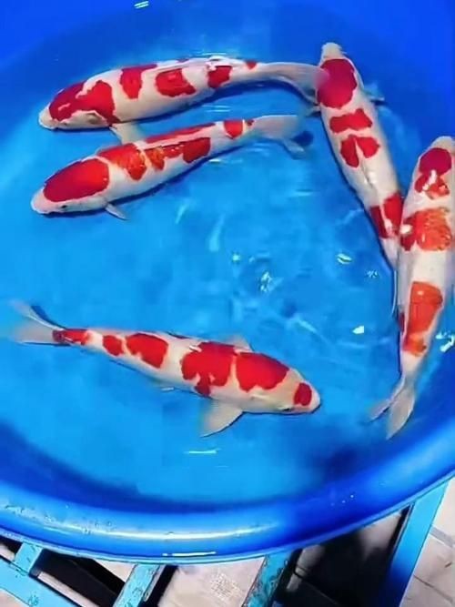 紅白花鯉魚品種圖片【紅白花鯉魚是一種極具觀賞價值的魚類品種，其獨特的色彩搭配令人賞心悅目】