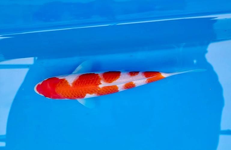 紅白花鯉魚品種圖片【紅白花鯉魚是一種極具觀賞價值的魚類品種，其獨特的色彩搭配令人賞心悅目】