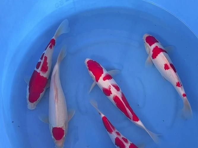紅白花鯉魚品種圖片【紅白花鯉魚是一種極具觀賞價值的魚類品種，其獨特的色彩搭配令人賞心悅目】