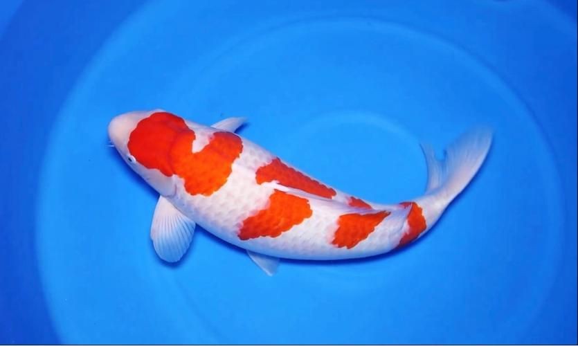 紅白花鯉魚品種圖片【紅白花鯉魚是一種極具觀賞價值的魚類品種，其獨特的色彩搭配令人賞心悅目】