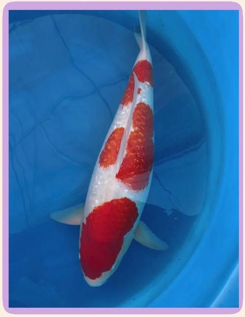 紅白花鯉魚品種圖片【紅白花鯉魚是一種極具觀賞價值的魚類品種，其獨特的色彩搭配令人賞心悅目】