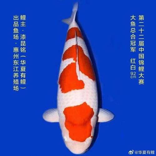 紅白花鯉魚品種圖片【紅白花鯉魚是一種極具觀賞價值的魚類品種，其獨特的色彩搭配令人賞心悅目】
