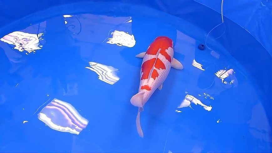 紅白花鯉魚品種圖片【紅白花鯉魚是一種極具觀賞價值的魚類品種，其獨特的色彩搭配令人賞心悅目】