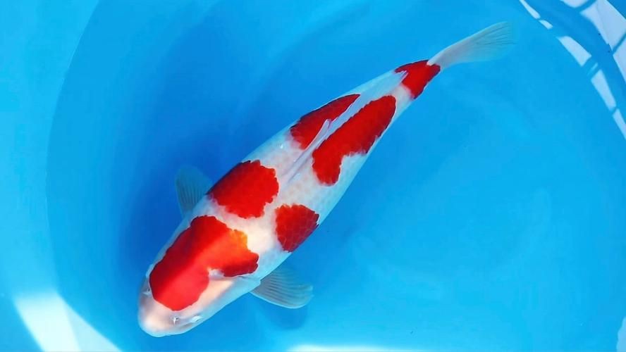紅白花鯉魚品種圖片【紅白花鯉魚是一種極具觀賞價值的魚類品種，其獨特的色彩搭配令人賞心悅目】