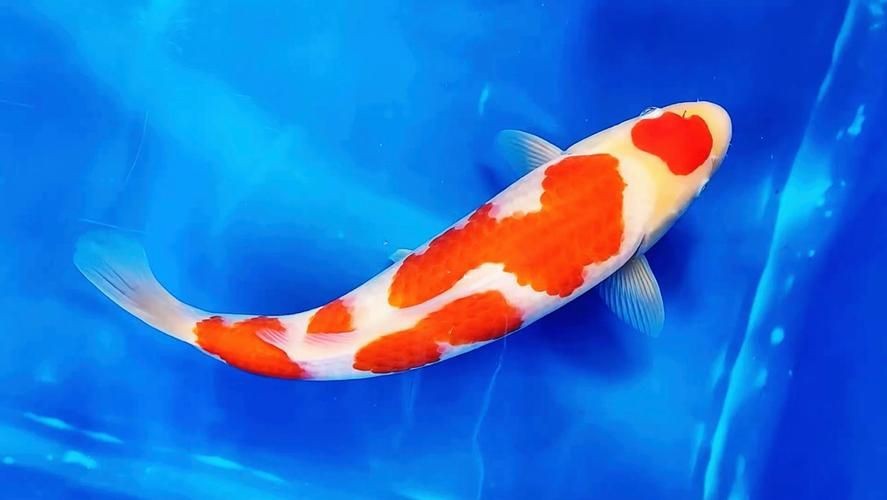 紅白花鯉魚品種圖片【紅白花鯉魚是一種極具觀賞價值的魚類品種，其獨特的色彩搭配令人賞心悅目】
