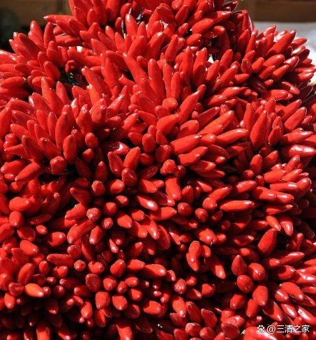 紅辣椒代表什么含義【《紅辣椒的含義》維生素c、維生素c、維生素e等等】