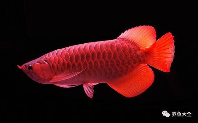 龍魚發(fā)色期如何護(hù)理？【養(yǎng)魚大全紅龍發(fā)色三大階段，掌握關(guān)鍵技巧在下芊芊】