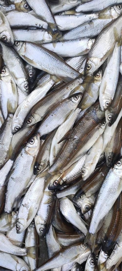馬口魚圖片大全大圖【第2季)馬口魚篇第2季)馬口魚篇】