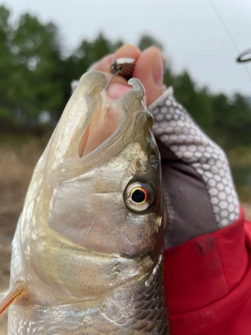 馬口魚圖片大全大圖【第2季)馬口魚篇第2季)馬口魚篇】