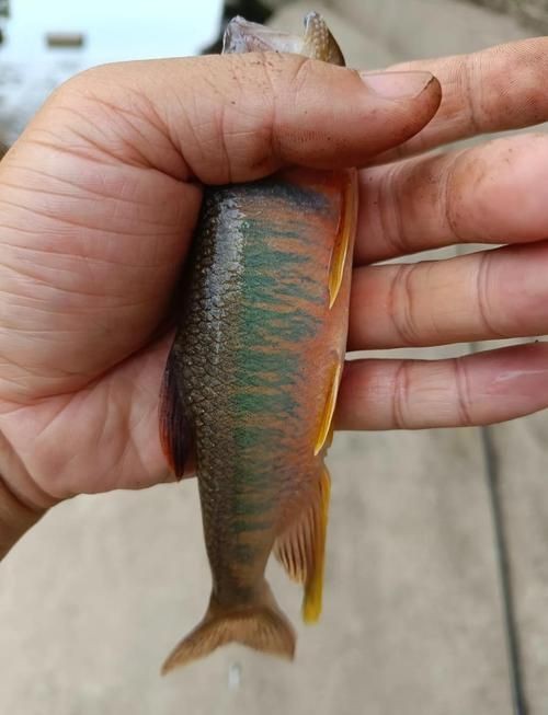 馬口魚圖片大全大圖【第2季)馬口魚篇第2季)馬口魚篇】