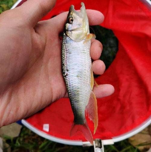 馬口魚圖片大全大圖【第2季)馬口魚篇第2季)馬口魚篇】