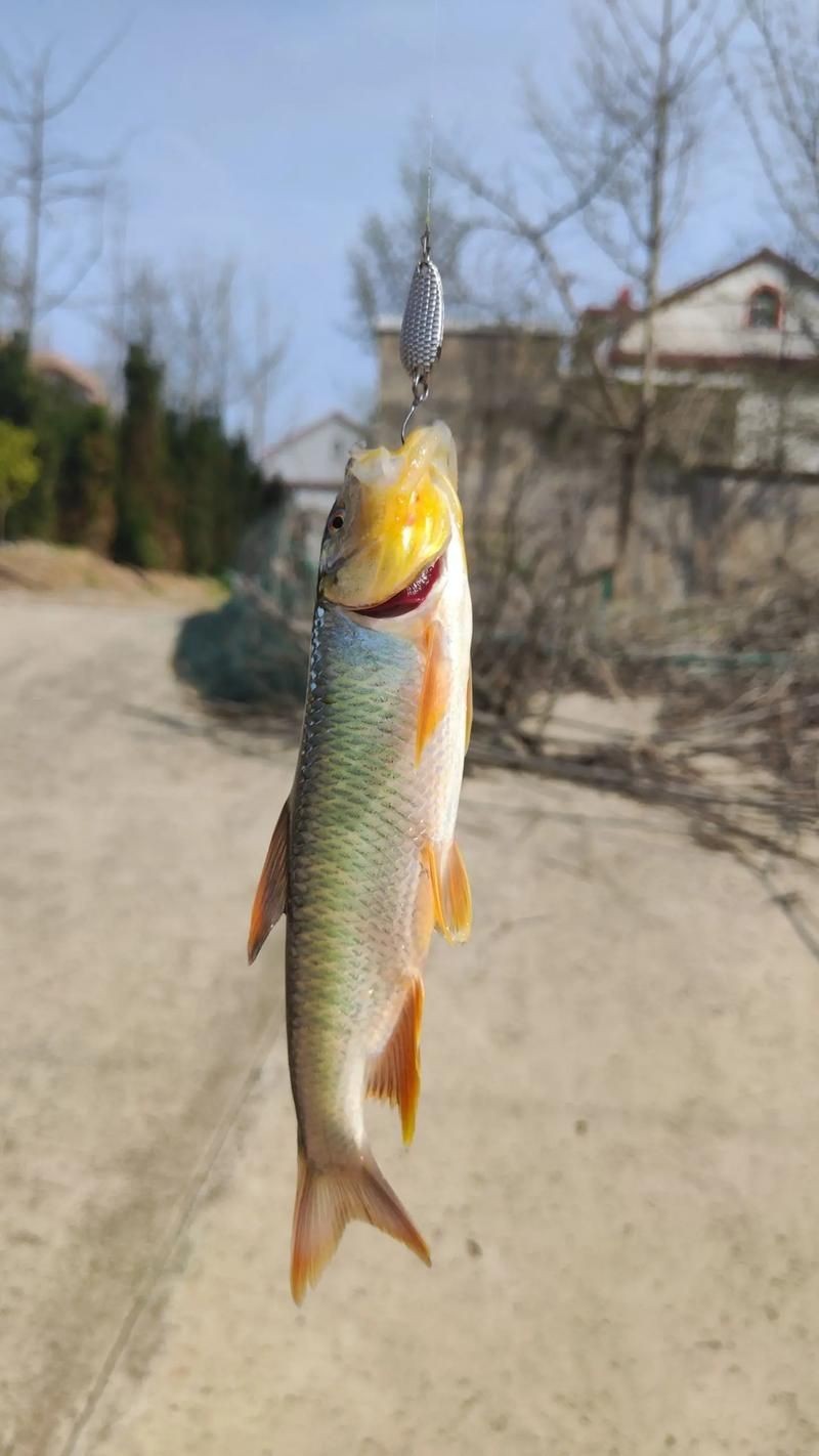 馬口魚圖片大全大圖【第2季)馬口魚篇第2季)馬口魚篇】