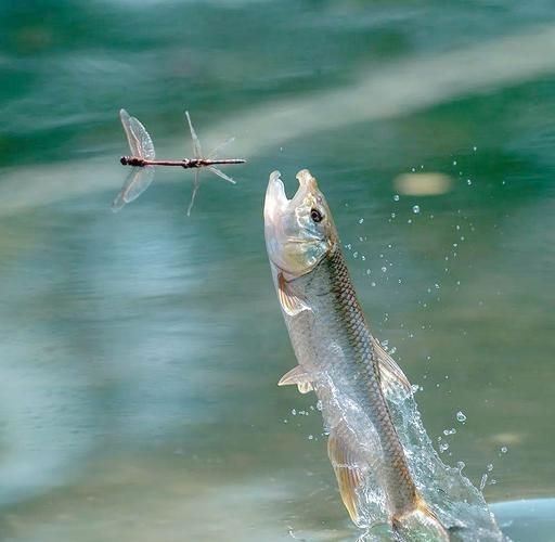 馬口魚圖片大全大圖【第2季)馬口魚篇第2季)馬口魚篇】