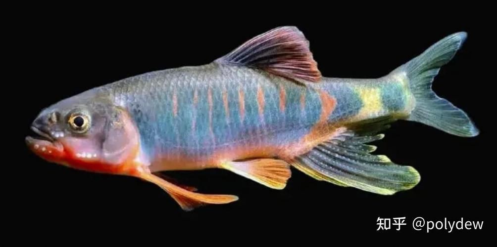 馬口魚圖片大全大圖【第2季)馬口魚篇第2季)馬口魚篇】
