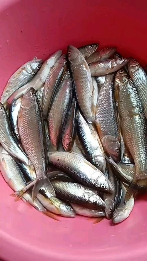 馬口魚圖片大全大圖【第2季)馬口魚篇第2季)馬口魚篇】