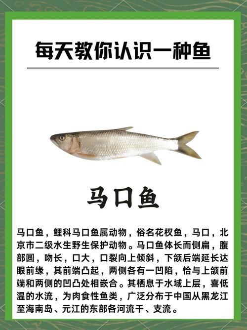馬口魚圖片大全大圖【第2季)馬口魚篇第2季)馬口魚篇】