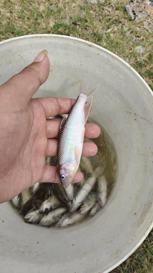 馬口魚圖片大全大圖【第2季)馬口魚篇第2季)馬口魚篇】