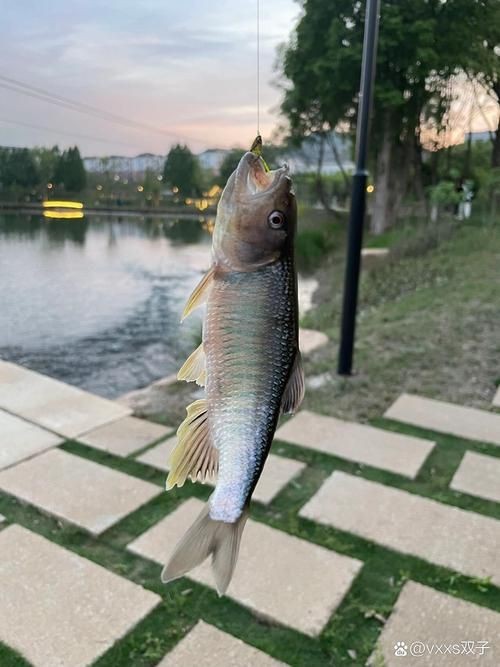 馬口魚圖片大全大圖【第2季)馬口魚篇第2季)馬口魚篇】