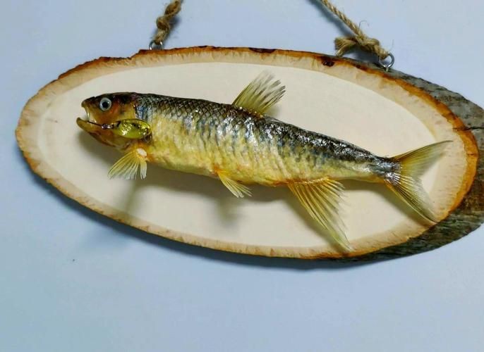 馬口魚圖片大全大圖【第2季)馬口魚篇第2季)馬口魚篇】
