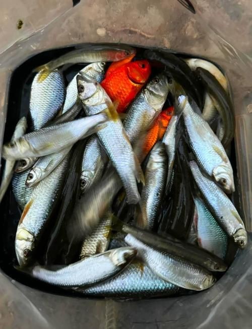 馬口魚圖片大全大圖【第2季)馬口魚篇第2季)馬口魚篇】