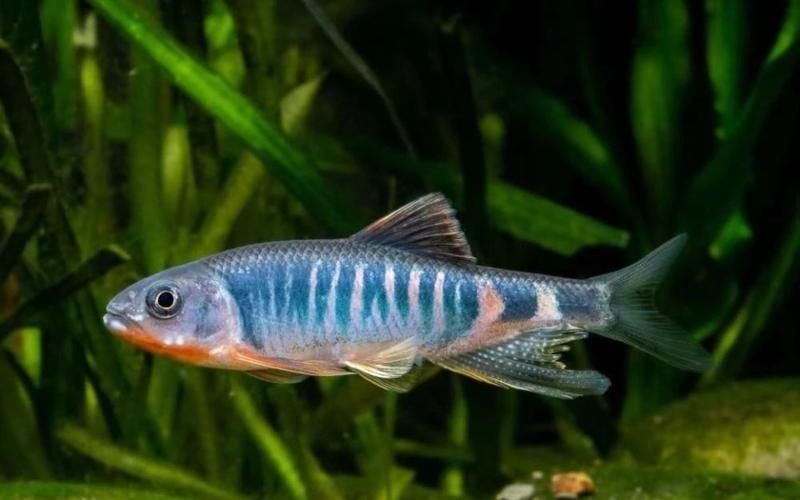 馬口魚圖片大全大圖【第2季)馬口魚篇第2季)馬口魚篇】