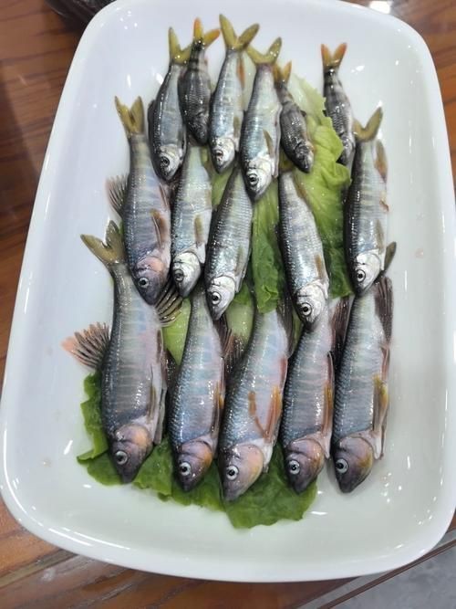 馬口魚圖片大全大圖【第2季)馬口魚篇第2季)馬口魚篇】