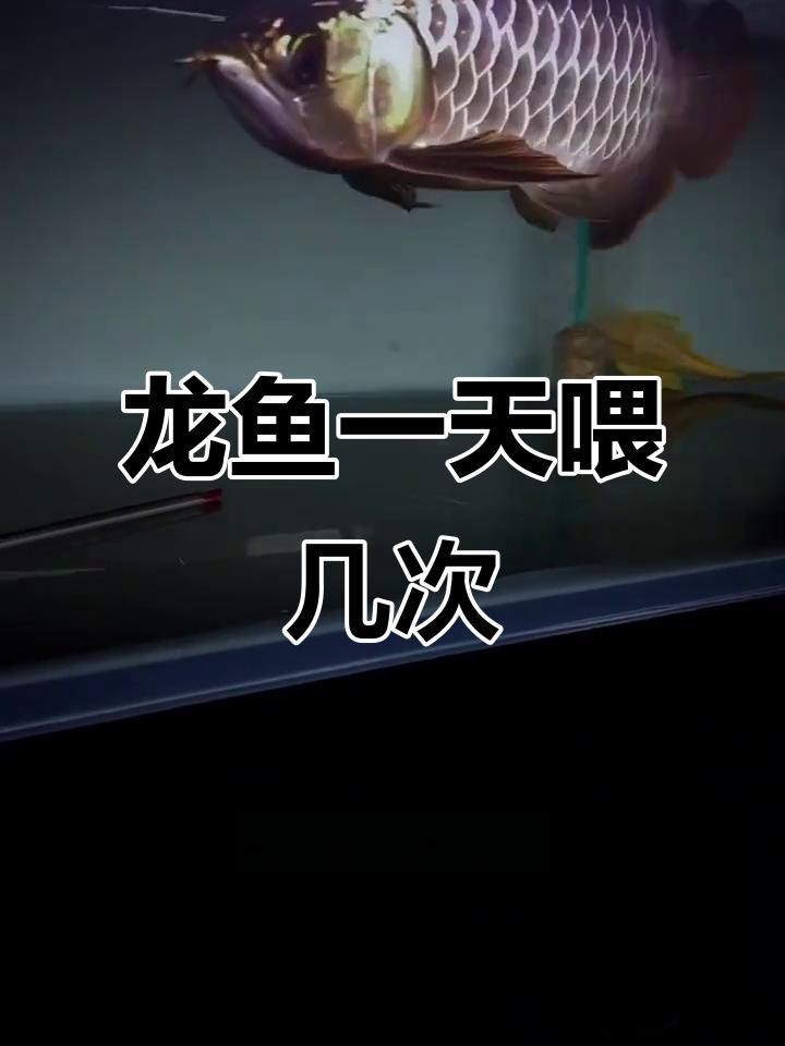 龍魚多久喂一次活食【龍魚多久喂一次活食***取決于多個因素】