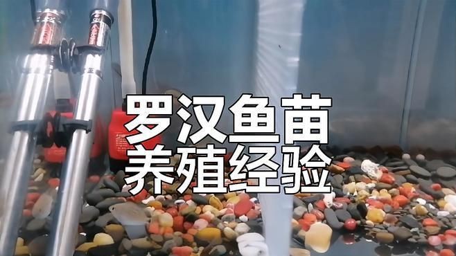 羅漢魚2厘米幼苗怎么養【羅漢魚苗飼養技巧】