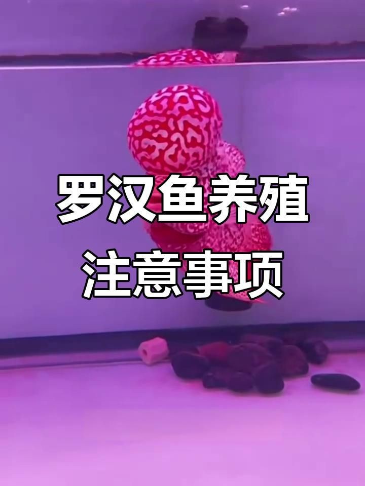 羅漢魚2厘米幼苗怎么養【羅漢魚苗飼養技巧】
