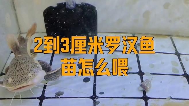 羅漢魚2厘米幼苗怎么養【羅漢魚苗飼養技巧】