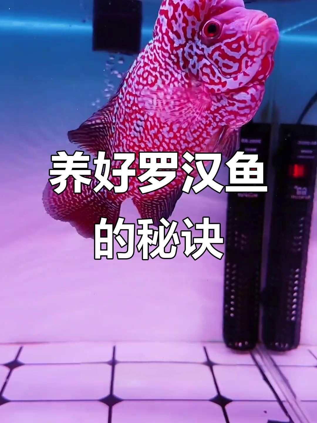 羅漢魚2厘米幼苗怎么養【羅漢魚苗飼養技巧】