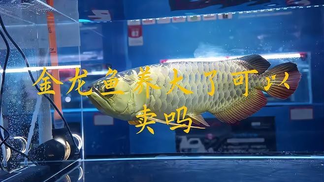 紅背金龍魚的市場需求如何？【《紅背金龍魚市場需求分析》】